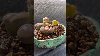 Let’s repot those Lithops Living Stones from Trader Joe’s before they dry out succulents lithops [upl. by Mcarthur]