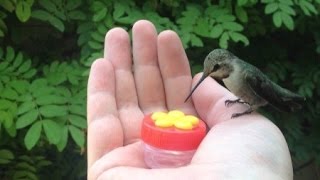 HUMMINGBIRD HAND FEEDING [upl. by Anaicilef]