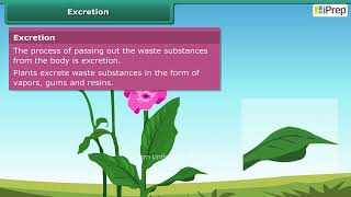 Living Organisms and Excretion  Chapter 10  Science  Class 6  iPrep [upl. by Hy518]