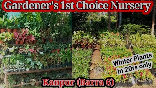 कानपुर की पौध नर्सरी में सभी पौधों की भरमार बिल्कुल सस्ते दामों में winter flowering plants kanpur [upl. by Ketti]