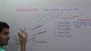 L2Development in chick part 2 Neurolation [upl. by Monteria]