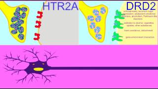 SYNAPSE RECEPTORS ON POSTSYNAPTIC CELL [upl. by Eliath961]