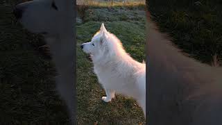 Majestic Samoyed closeup dogshorts [upl. by Koval]