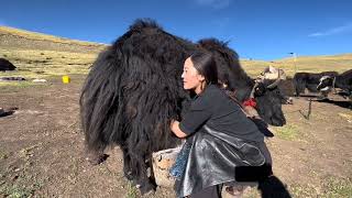 Unseen Life of Tibetan Nomads  Life in Pastoral Area [upl. by Bagley526]