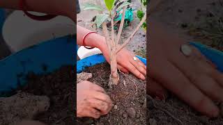 Chandbagane sobedaSapota tree comes in my roofgarden roofgardening shorts sapotatrending [upl. by Ellertnom]