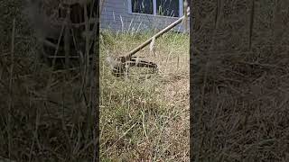 SLOW MOTION Trimmer VS Grass [upl. by Bibbie406]