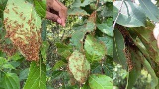 How to find red ants nest on the forest [upl. by Niu]