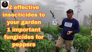 2 effective insecticides 1 important fungicides for peppersgardengardeningtips [upl. by Rabassa841]