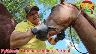 Pythiosis Cutánea Equina Parte 4 Evolución terapéutica [upl. by Ennayhs]