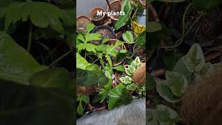 My indoor plants 2024 shorts plants gardening vlog [upl. by Akisej]