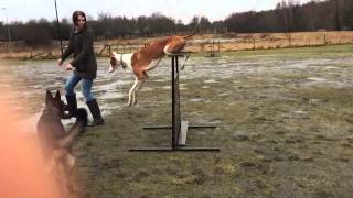 Podenco Ibicenco jumps movie 1 IBIZAN HOUND [upl. by Larry]