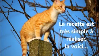 🐈Très efficace répulsif chats naturel écologique avec seulement 2 ingrédients 🐈 [upl. by Anawait]