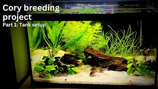 Corydoras catfish breeding project Cory tank setup [upl. by Dweck]