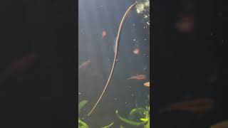 Pipefish in Planted Aquarium [upl. by Varney]