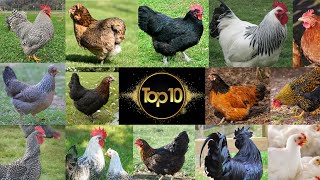 Mes Poules Préferées  Mon top 10 des Poules [upl. by Naryk719]