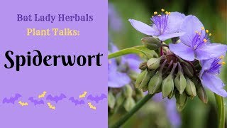 Plant Talks Spiderwort [upl. by Arturo]