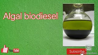 Algal biodiesel in Hindi [upl. by Nestor126]