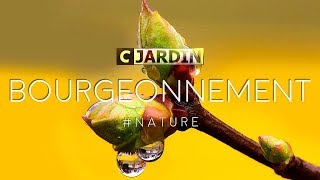 BOURGEONNEMENT [upl. by Carolin]