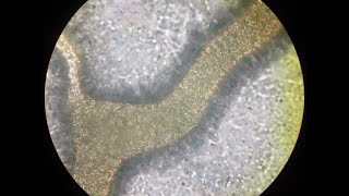 Cytoplasmic Streaming in Physarum Polycephalum [upl. by Acimehs741]