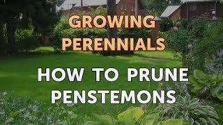 How to Prune Penstemons [upl. by Ednil]