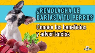 ¿LOS PERROS PUEDEN COMER REMOLACHA  Beneficios y precauciones [upl. by Aicirtam]