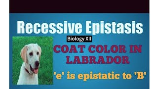 Recessive Epistasis  Biology XII [upl. by Vanessa]