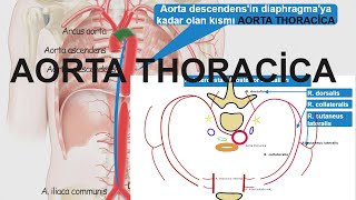 En Özet Aorta Thoracica sessiz [upl. by Enicar]