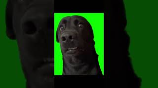 ingki pingki pongki dog memesfunnyshort [upl. by Nimajneb]