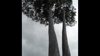 Plant ID Lemon Scented Gum Corymbia citriodora [upl. by Aihcrop]