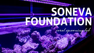 Soneva Foundation  Coral Spawning Lab at Soneva Fushi [upl. by Romney]