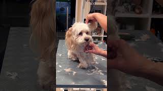 Bolonka Zwetna shortsfeed grooming dog cute share youtubeshort lovely [upl. by Dody]