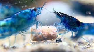 Neocaridina Shrimp Feeding Frenzy in Macro [upl. by Ahsimit]