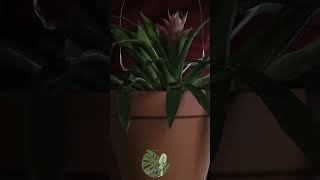 Soothing Touches on Guzmania Lingulata  ASMR Plant Relaxation asmr guzmania plantcare [upl. by Yvette]