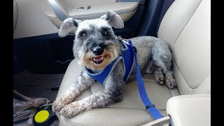 Adaptil Calming Collar  Seatbelt Tethers  Toenail Clippers  Dog Mom Life [upl. by Gelya]