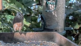 No Tail Feathers No Problem Tailless Carolina Wren Visits Cornell Feeders – Sept 28 2023 [upl. by Errehs]