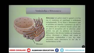 8 06 004 Java 2 Biologji organelet qelizore [upl. by Tnilc]