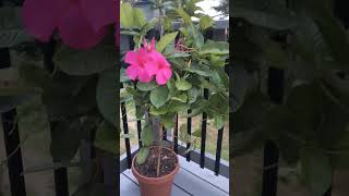 Mandevilla Tropical plant Low maintenance outdoor plant [upl. by Bethina]