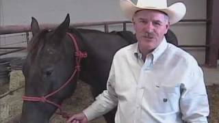 Gastric ulcers in horses [upl. by Aiksas248]