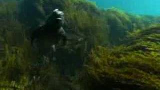 Marine iguanas of the Galapagos islands  BBC wildlife [upl. by Mastrianni]