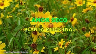 Amor Seco  Propiedades y Beneficios  Planta Medicinal [upl. by Ayekam]