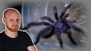 Avicularia purpurea Pairing Purple Pink Toe Tarantula [upl. by Schechter]