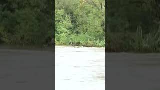 High water levels in Frances Gardon river [upl. by Acinoev]