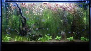 Acuario tropical de agua dulce antes de podar  Freshwater tropical fish tank before pruning [upl. by Atterys]