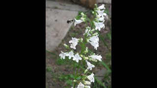 Penstemon Plant Profile [upl. by Enirac]