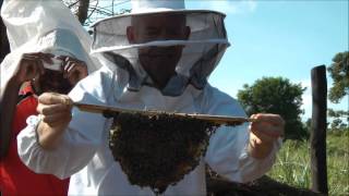 African Bees  Handling Apis Mellifera Scutellata without gloves or hand protection [upl. by Alyahs]