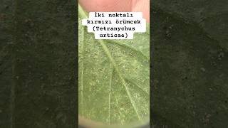 İki Noktalı Kırmızı Örümcek Tetranychus urticae [upl. by Teiv]