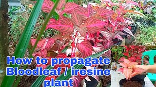 Bloodleaf or Iresine Herbstii Plant Propagation [upl. by Haneen]