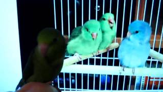 Parrotlet Chirping At Other Birds [upl. by Orvil83]