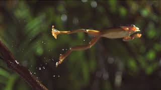 The Art of Frog Jumpingin SlowMotion [upl. by Nishom]