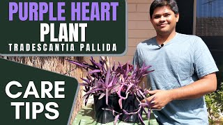 Purple Heart Plant Care Tips  Things to Take Care for Better Growth  Tradescantia Pallida [upl. by Carbone]